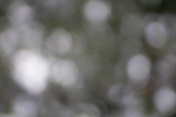 Abstract gray bokeh defocused natural background