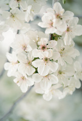 Lush flowering cherry tree in the garden. White delicate cherry flowers. Floral seasonal background. 