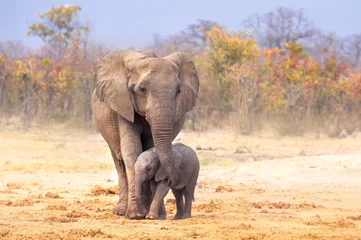 Muurstickers elephant mother with baby © Theodore