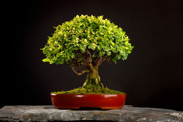Small deciduous bonsai in a red pot built on a stone on a black background