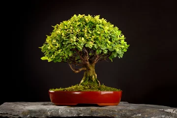 Poster Small deciduous bonsai in a red pot built on a stone on a black background © Radek Havlicek