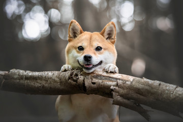 chien japonais souriant poser sur un tronc dans la foret