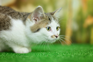 White tabby cat lurking on its prey