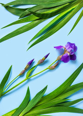 Beautiful flower composition. Iris and green leaves on a blue background. 