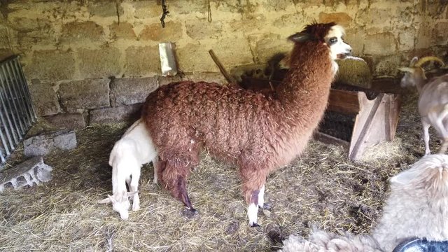 V&eacute;gennes (Corr&egrave;ze, France) - Alpaga, Ch&egrave;vres et chevreaux