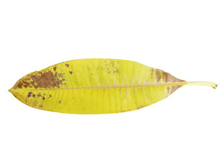 Dry leaves on white background