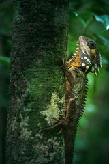 Boyd's Forest Dragon in Daintree rainforest, Queensland