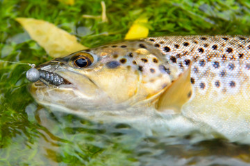 Colorful wild fish (trout) caught on an artificial bait laid in a stream of water on the green water grass