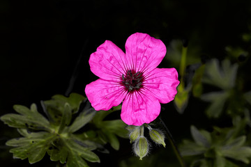 A solitary geranium flower ( cinereum jolly jewel purple noortpur) blooms in an english garden during summertime.