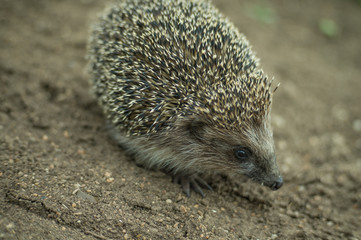 A little hedgehog with prickly needles runs on the ground in the wild in the open and fresh air.