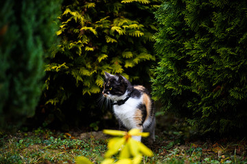 Portrait of a three-colored fluffy cat female. Cute cat.