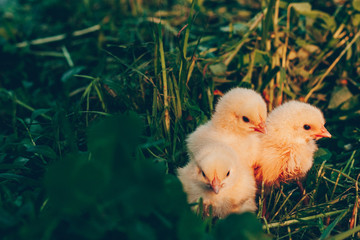 Little yellow chickens in green grass in the sunset light