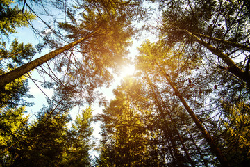 Sunrise in a beautiful forest in Carpathian mountains, Ukraine, Europe. Scenery of nature with sunlight. Beauty of nature concept background.