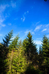 Beautiful forest in Carpathian mountains, Ukraine, Europe. Scenery of nature with sunlight. Beauty of nature concept background.