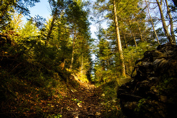 Beautiful forest in Carpathian mountains, Ukraine, Europe. Scenery of nature with sunlight. Beauty of nature concept background.