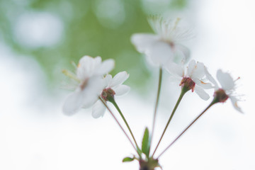 Close-up of cherry blossoms on a white-green background