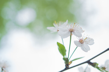 Close-up of cherry blossoms on a white-green background