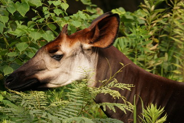 オカピ © swgwecp