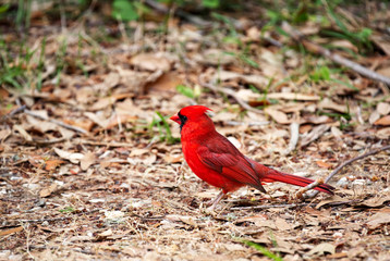A male cardinal sitting on the ground in the woods.