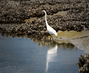 A great egret in front of an oyster bank at low tide.