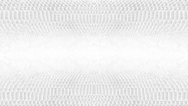 abstract parallax background texture of white snake skin python pattern stylish fashion animation