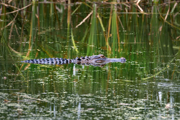 An alligator swimming in a pond looking for a meal.