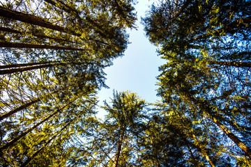 Obraz premium Beautiful forest in Carpathian mountains, Ukraine, Europe. Scenery of nature with sunlight. Beauty of nature concept background.