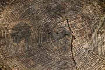 Wood texture stump background