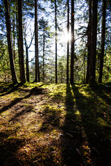 Obraz premium Sunrise in a beautiful forest in Carpathian mountains, Ukraine, Europe. Scenery of nature with sunlight. Beauty of nature concept background.