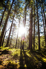 Obraz premium Sunrise in a beautiful forest in Carpathian mountains, Ukraine, Europe. Scenery of nature with sunlight. Beauty of nature concept background.