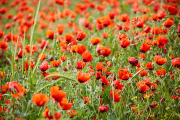 Poppies bloom on the field. Close-up of poppies. The flowers of the field red. Spring flowers in the fields.