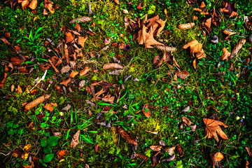 Forest background, Ukraine, Europe. Scenery of nature with sunlight. Beauty of nature concept background.