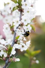 apple tree flowers
