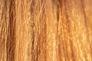 light beige long female hair