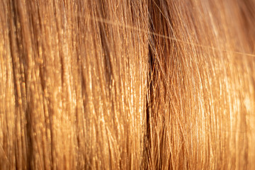 light beige long female hair