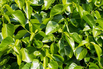 Fototapeta premium Green leaves background or the naturally walls texture Ideal for use in the design fairly
