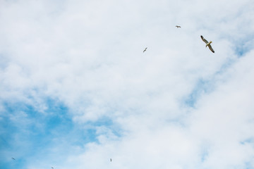 Seagull photographed in flight.