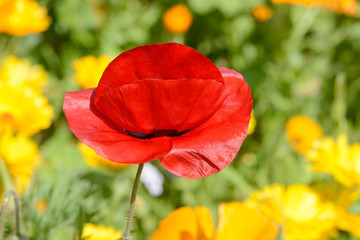 red field poppy in front of flower field in the nature