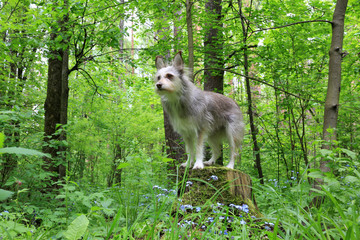 Cute fluffy dog in the spring forest