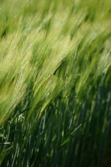 Sch&ouml;nhagen Ostsee Steilk&uuml;ste Mai 2020