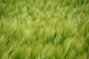 Schönhagen Ostsee Steilküste Mai 2020