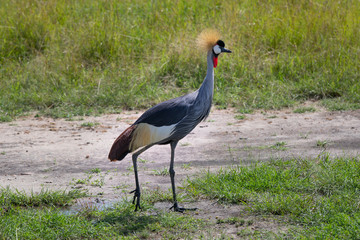 The black crowned crane in Masai Mara Park in Kenya