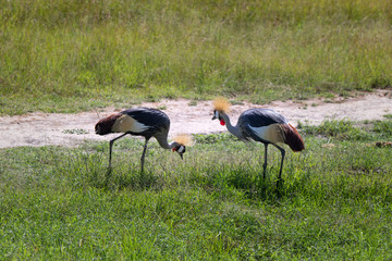 Obraz na płótnie Canvas The black crowned crane in Masai Mara Park in Kenya