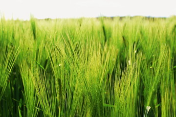 Schönhagen Ostsee Steilküste Mai 2020