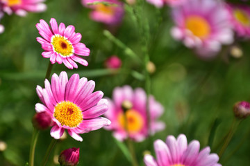 Obraz premium 花(Flower)