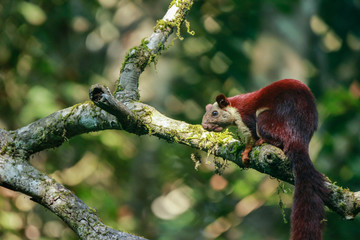 A Giant Squirrel sitting on a branch with beautiful bokeh background in indian subcontinent