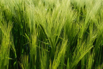 Schönhagen Ostsee Steilküste Mai 2020