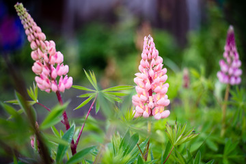 Lupine flowers in raindrops. Lupine blooms in spring or early summer