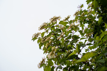 Viburnum blossom in spring. Beautiful flowering bush of viburnum