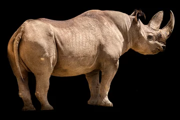 Gardinen Nashorn portrait of a black rhino  © Ralph Lear